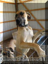 Fawn Great Dane Breeder Marshfield Missouri 65706 U.S.A.