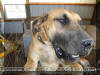 Fawn Great Dane Breeder Marshfield Missouri 65706 U.S.A.