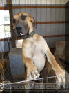 Fawn Great Dane Breeder Marshfield Missouri 65706 U.S.A.