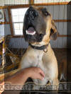 Fawn Great Dane Breeder Marshfield Missouri 65706 U.S.A.