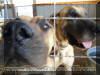 Fawn Great Dane Puppies Marshfield Missouri 65706 U.S.A.