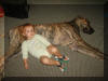 Fawn & Brindle Great Dane Puppies for sale Marshfield, Missouri 65706 USA