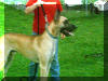 Fawn & Brindle Great Dane Puppies for sale Marshfield, Missouri 65706 USA
