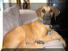 Fawn & Brindle Great Dane Puppies for sale Marshfield, Missouri 65706 USA