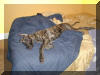 Fawn & Brindle Great Dane Puppies for sale Marshfield, Missouri 65706 USA