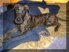 Fawn & Brindle Great Dane Puppies for sale Marshfield, Missouri 65706 USA