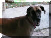 Fawn Great Dane Female with Natural Ears :-)