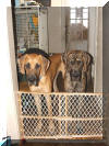 Fawn Great Dane & Brindle Great Dane Mugzie & Mater - WI