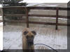 Fawn Great Dane - Max - KC,MO. *got 2 from me