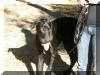 Black Great Dane "Vyce" in Arkansas *See Testimonials*