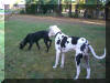 Black Great Dane "Vyce" in Arkansas *See Testimonials*