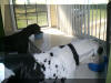 Black Great Dane "Vyce" in Arkansas *See Testimonials*