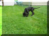 Black Great Dane "Yuri" in Buffalo, New York almost no white!