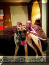 Fawn & Brindle Great Dane Puppies for sale Marshfield, Missouri 65706 USA