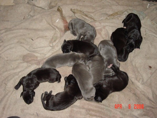 black great dane puppies for sale great danes fawn brindle akc color puppies stud service black great dane puppies for sale great danes fawn brindle akc color puppies stud service