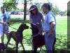 Brindle Great Dane Tiger is nosey!