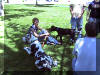 Great Dane Fawn Blue Brindle Black and Harelquin puppies