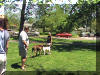 Brindle Great Dane greets a visitor