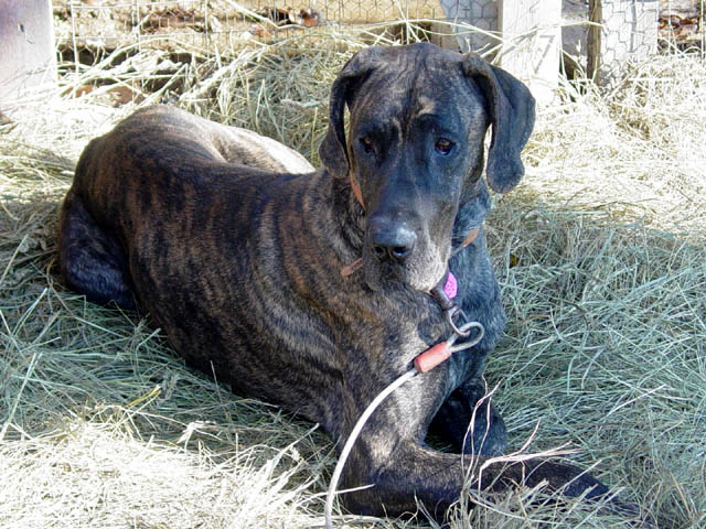 Great Danes Fawn Brindle Akc Color Pure Puppies Stud Service Great Danes Fawn Brindle Akc Color Pure