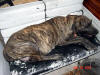 Nabilia a very pregnant Brindle Great Dane