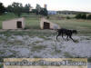 Black Great Dane Female 2 1/2 yrs