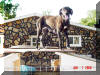 Daphne likes to be on top of the World! Daphne Black Great Dane Breeder Marshfield, Missouri 65706 U.S.A.