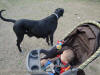 RJ is watching Daphne & Tiger 23 April 2010 Daphne Black Great Dane Breeder Marshfield, Missouri 65706 U.S.A.