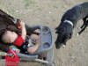 Daphne sniffs RJ's feet making him laugh. Black Great Dane - WhoopSeeDaisy- Breeder Marshfield, Missouri 65706