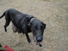 Daphne Black Great Dane Breeder Marshfield, Missouri 65706 U.S.A.