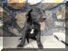 Black Great Dane - WhoopSeeDaisy- Breeder Marshfield, Missouri 65706