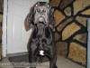 Black Great Dane - WhoopSeeDaisy- Breeder Marshfield, Missouri 65706