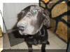 Black Great Dane - WhoopSeeDaisy- Breeder Marshfield, Missouri 65706