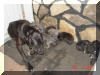 Blue Great Dane Puppies , Black Great Danes for Sale , Great Dane Breeder of Blue & Black Great Danes
