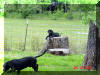 Daphne's Black Great Dane puppies loves to climb - PUPPIES!!!