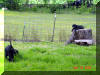 Daphne's Black Great Dane puppies loves to climb - PUPPIES!!!