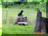 Daphne's Black Great Dane puppies loves to climb - PUPPIES!!!