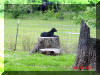 Daphne's Black Great Dane puppies loves to climb - PUPPIES!!!