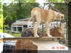 HORSE talks, Fawn -Lumpy Listens & Brindle -Kitty rests away from pups