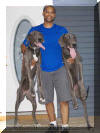 Fawn & Brindle Great Dane Puppies for sale Marshfield, Missouri 65706 USA