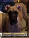 Fawn & Brindle Great Dane Puppies for sale Marshfield, Missouri 65706 USA