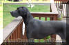 Fawn & Brindle Great Dane Puppies for sale Marshfield, Missouri 65706 USA