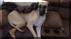 Fawn & Brindle Great Dane Puppies for sale Marshfield, Missouri 65706 USA