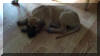 Fawn & Brindle Great Dane Puppies for sale Marshfield, Missouri 65706 USA