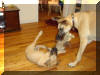 Fawn & Brindle Great Dane Puppies for sale Marshfield, Missouri 65706 USA