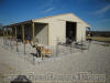 Fawn Great Danes enjoy new Dog Barn and pens