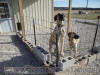 Fawn Great Dane puppies Marshfield, Missouri 65706