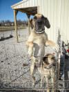 Fawn Great Dane puppies Marshfield, Missouri 65706