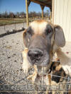 Fawn Great Dane puppies Marshfield, Missouri 65706