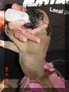 Great Dane Puppies , Great Danes for Sale , Great Dane Breeders