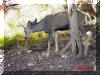 Tame Deer in Grand Canyon